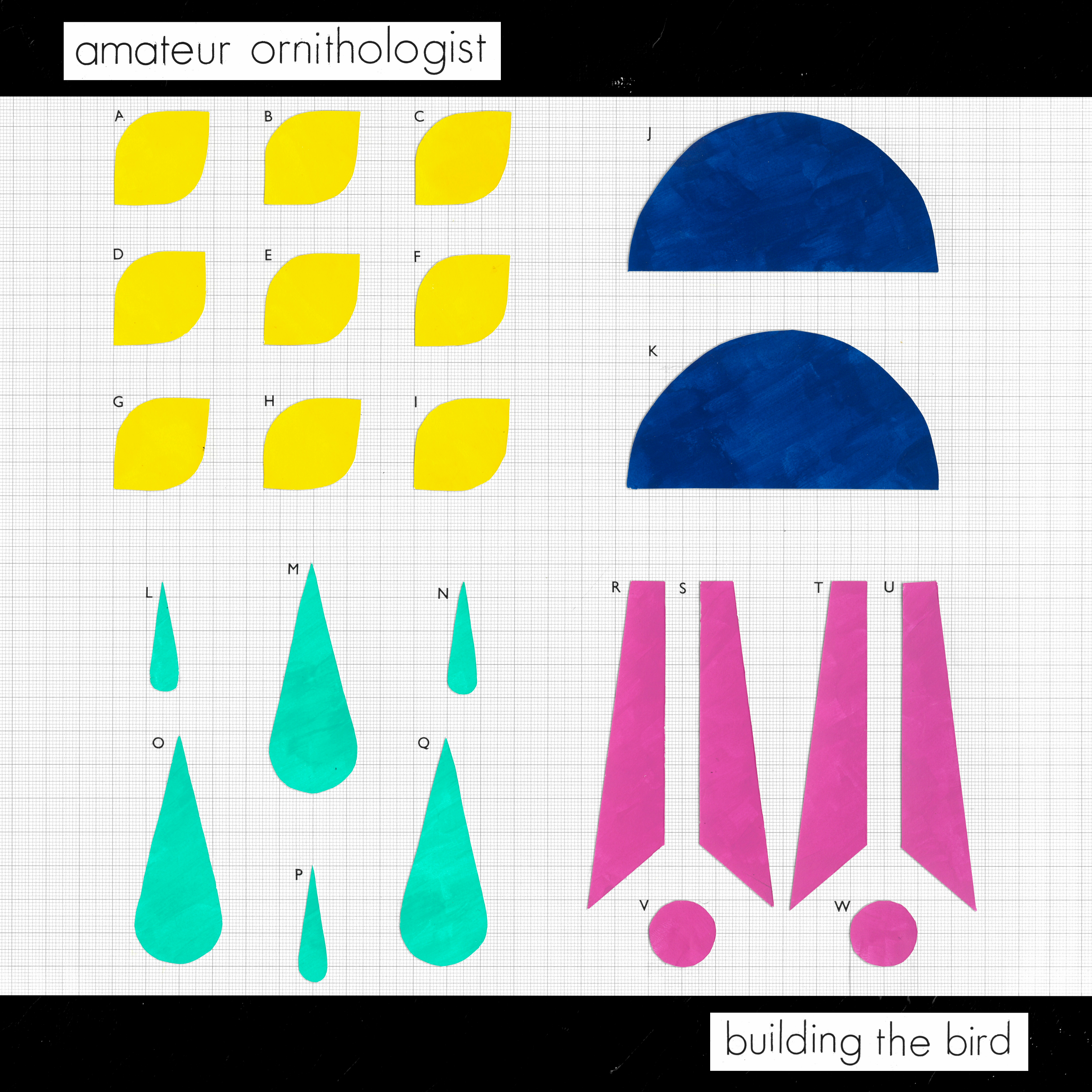 Amateur Ornithologist – “Building the Bird”
