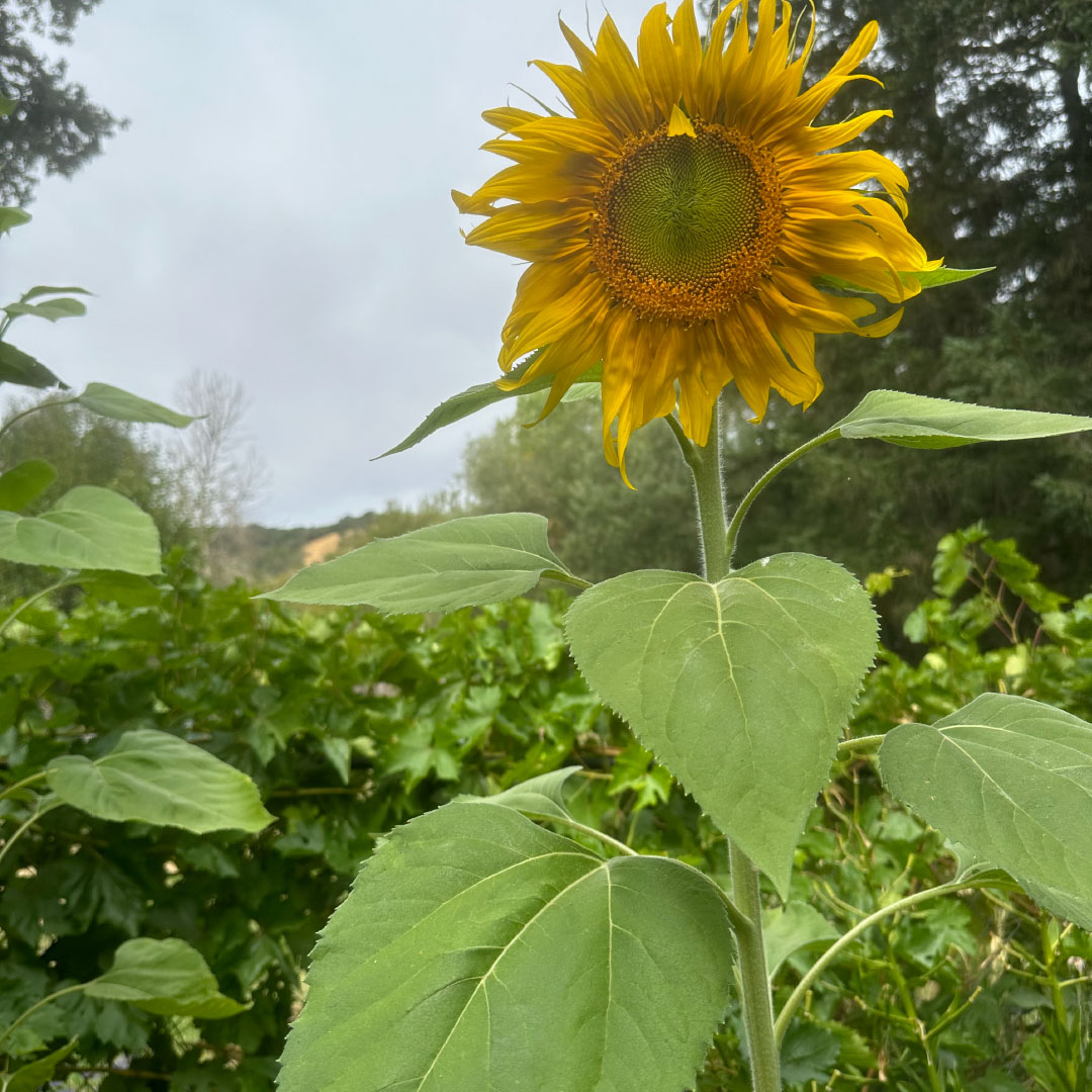 Michellar reveals a gentle reflective folk single “September”